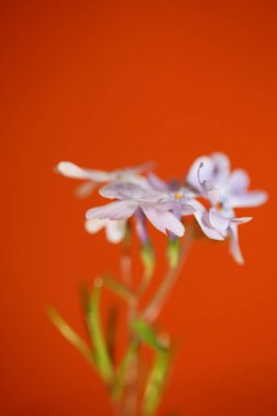 Çiçek açan makro Phlox sabulata L. Aile polemoniaceae botanik modern arka plan yüksek kalite büyük egitim baskıları
