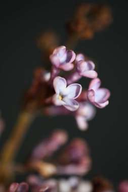 Mor çiçekli makro arka plan Şırınga vulgaris familyası oleaceae botanik çağdaş yüksek kalite büyük boy baskılar