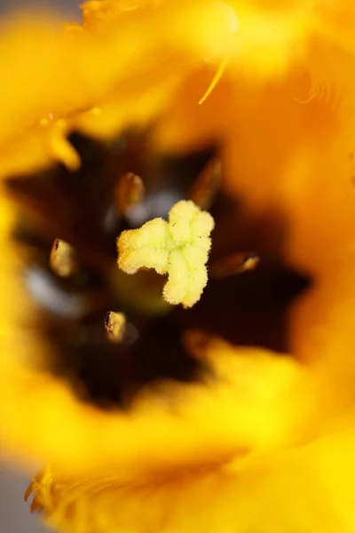 Sarı Lale Çiçeği Arka Planda Yakın Plan Aile Liliaceae Botanik — Stok fotoğraf