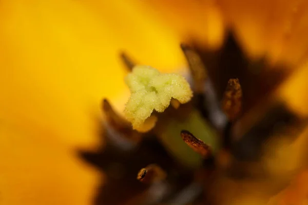 Sárga Tulipán Virág Virág Virág Közelkép Háttér Család Liliaceae Botanikai — Stock Fotó