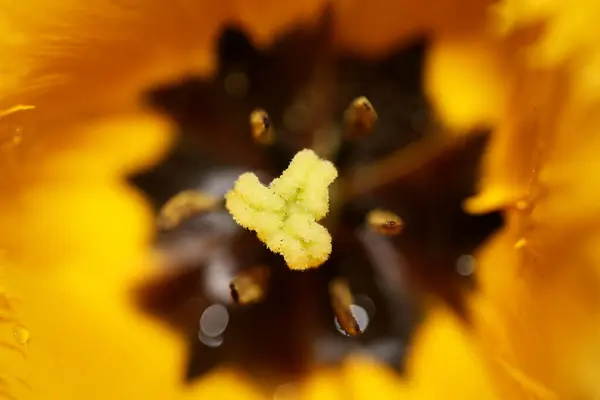 Tulipano Giallo Fiore Fiore Primo Piano Fondo Famiglia Liliaceae Botanico — Foto Stock