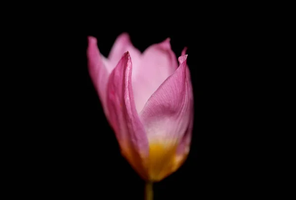 Flor Flor Macro Fundo Crocus Vernus Família Iridaceae Botânico Moderno — Fotografia de Stock