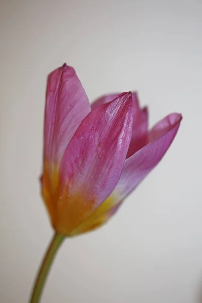 Flor Flor Macro Fundo Crocus Vernus Família Iridaceae Botânico Moderno — Fotografia de Stock