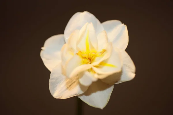 White Narcissus Dubius Flower Blossom Close Family Amaryllidaceae Modern Background — Stock Photo, Image