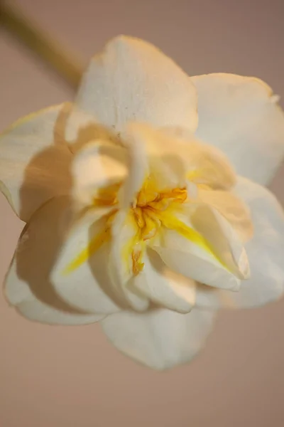 Biały Narcyz Dubiusz Kwiat Kwiat Zbliżenie Rodzina Amaryllidaceae Nowoczesne Tło — Zdjęcie stockowe