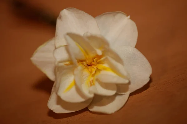 Branco Narcissus Dubius Flor Close Família Amaryllidaceae Moderno Fundo Alta — Fotografia de Stock