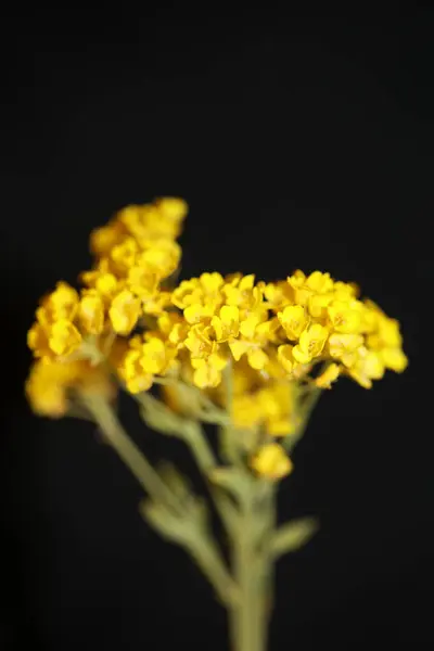 Flor Amarilla Arbusto Pequeño Primer Plano Fondo Botánico Aurinia Saxatilis — Foto de Stock