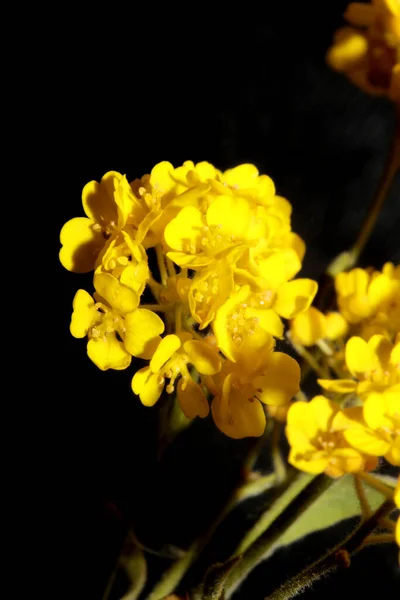 Flor Amarilla Arbusto Pequeño Primer Plano Fondo Botánico Aurinia Saxatilis — Foto de Stock