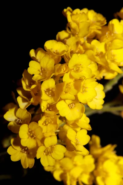 Žlutý Malý Keř Květ Květ Zblízka Botanické Pozadí Aurinia Saxatilis — Stock fotografie