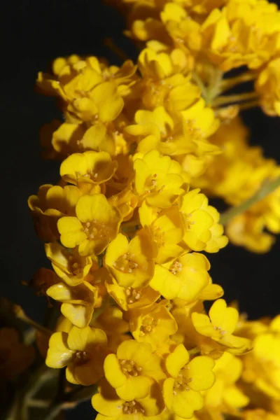 Jaune Petite Fleur Buisson Gros Plan Fond Botanique Aurinia Saxatilis — Photo