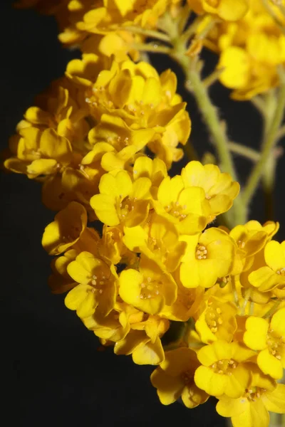 Žlutý Malý Keř Květ Květ Zblízka Botanické Pozadí Aurinia Saxatilis — Stock fotografie