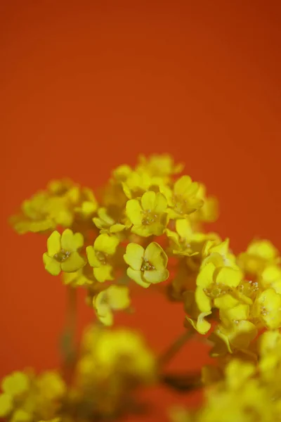 Jaune Petite Fleur Buisson Gros Plan Fond Botanique Aurinia Saxatilis — Photo