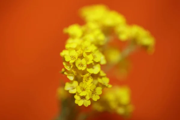 Żółty Mały Krzak Kwiat Kwiat Zbliżenie Botaniczne Tło Aurinia Saksatilis — Zdjęcie stockowe