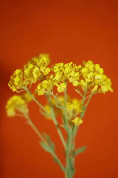 Jaune Petite Fleur Buisson Gros Plan Fond Botanique Aurinia Saxatilis — Photo