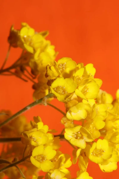 Amarelo Pequeno Arbusto Flor Close Fundo Botânico Aurinia Saxatilis Família — Fotografia de Stock