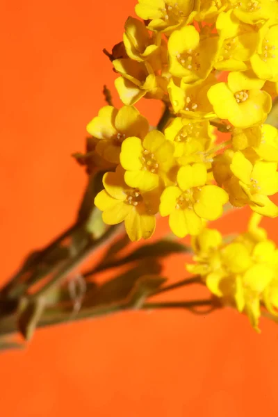 Żółty Mały Krzak Kwiat Kwiat Zbliżenie Botaniczne Tło Aurinia Saksatilis — Zdjęcie stockowe