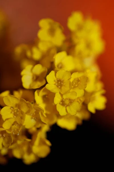 Flor Amarilla Arbusto Pequeño Primer Plano Fondo Botánico Aurinia Saxatilis — Foto de Stock