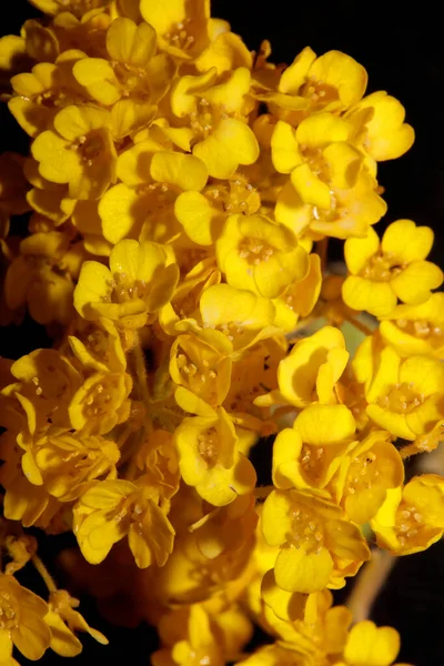 Jaune Petite Fleur Buisson Gros Plan Fond Botanique Aurinia Saxatilis — Photo