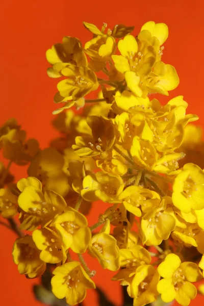 Żółty Mały Krzak Kwiat Kwiat Zbliżenie Botaniczne Tło Aurinia Saksatilis — Zdjęcie stockowe