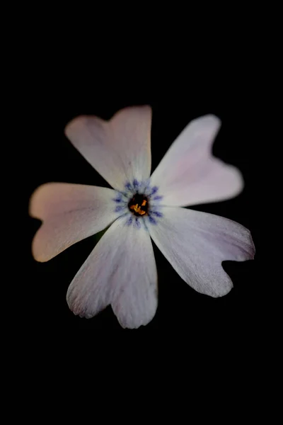 Flor Flor Macro Phlox Sabulata Familia Polemoniaceae Botánico Moderno Fondo —  Fotos de Stock