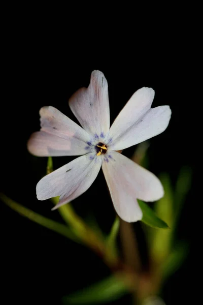 Blomma Blomma Makro Phlox Sabulata Familj Polemoniaceae Botaniska Modern Bakgrund — Stockfoto
