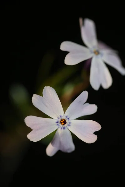 Flor Flor Macro Phlox Sabulata Familia Polemoniaceae Botánico Moderno Fondo — Foto de Stock