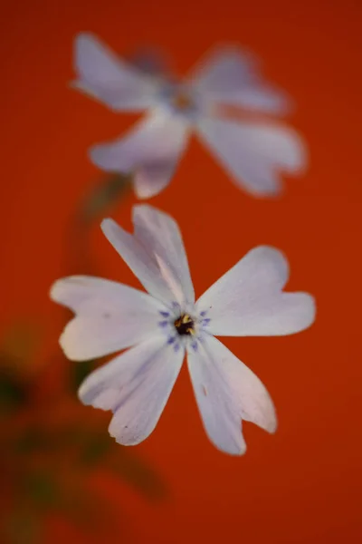 Květinový Květ Makro Phlox Sabulata Rodina Polemoniaceae Botanické Moderní Pozadí — Stock fotografie