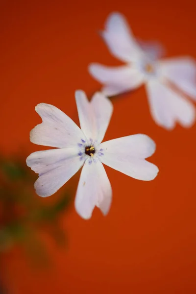 Květinový Květ Makro Phlox Sabulata Rodina Polemoniaceae Botanické Moderní Pozadí — Stock fotografie