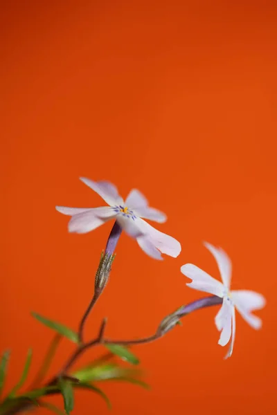 Fleur Fleur Macro Phlox Sabulata Famille Polemoniaceae Botanique Moderne Fond — Photo