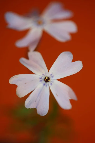 Květinový Květ Makro Phlox Sabulata Rodina Polemoniaceae Botanické Moderní Pozadí — Stock fotografie