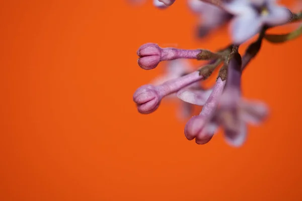 Fialové Květy Květ Makro Pozadí Syringa Vulgaris Rodina Oleaceae Botanické — Stock fotografie