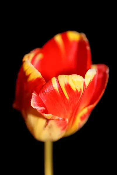 Flor Tulipán Primer Plano Fondo Negro Familia Liliaceae Botánica Moderna — Foto de Stock