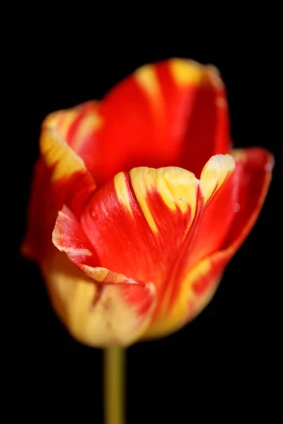 Flor Tulipán Primer Plano Fondo Negro Familia Liliaceae Botánica Moderna — Foto de Stock