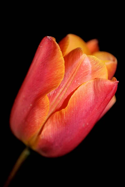 Tulip Flower Blossom Close Black Background Family Liliaceae Botanical Modern — Stock Photo, Image