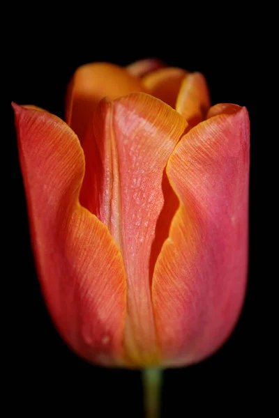 Цветок Тюльпана Крупным Планом Черном Фоне Семейства Liliaceae Botanical Современные — стоковое фото