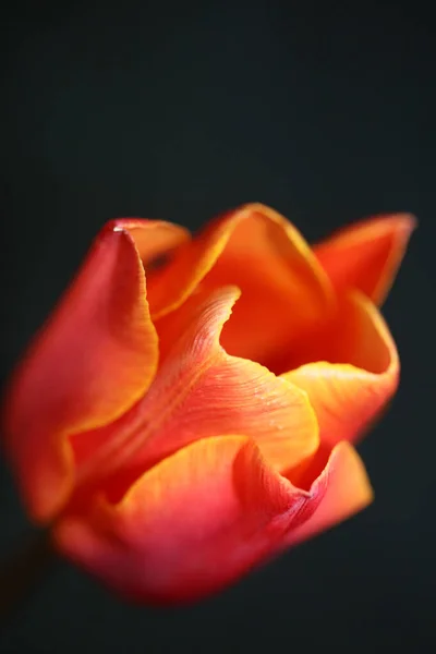 Tulipan Kwiat Kwiat Zbliżyć Się Czarnym Tle Rodziny Liliaceae Botaniczne — Zdjęcie stockowe