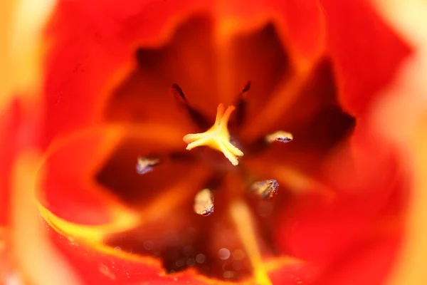 チューリップの花は背景色を閉じます家族のユリ科植物現代的な高品質の大きなサイズのプリント — ストック写真