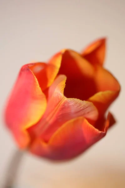 Tulpe Blume Nahaufnahme Hintergrund Familie Liliaceae Botanische Moderne Hohe Qualität — Stockfoto