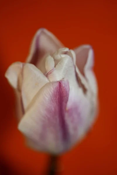 Tulipan Kwiat Zbliżenie Tło Rodzina Liliaceae Botaniczne Nowoczesny Wysokiej Jakości — Zdjęcie stockowe