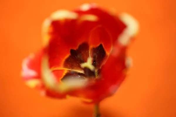 Квітка Тюльпанів Крупним Планом Фон Сімейство Лілійних Ботанічних Сучасних Високоякісних — стокове фото