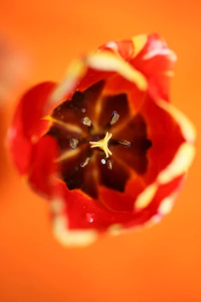Flor Tulipán Primer Plano Fondo Familia Liliaceae Botánica Moderna Alta — Foto de Stock