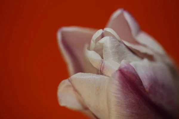 Tulipe Fleur Close Background Famille Liliaceae Botanique Moderne Grande Taille — Photo