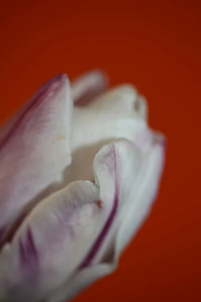 Tulipe Fleur Close Background Famille Liliaceae Botanique Moderne Grande Taille — Photo