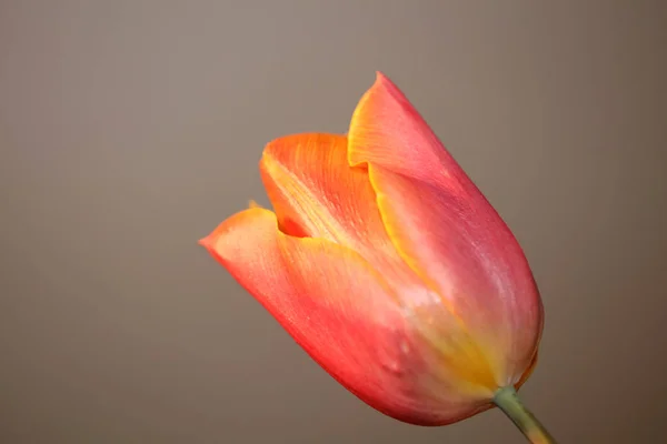 Flor Tulipán Primer Plano Fondo Familia Liliaceae Botánica Moderna Alta — Foto de Stock