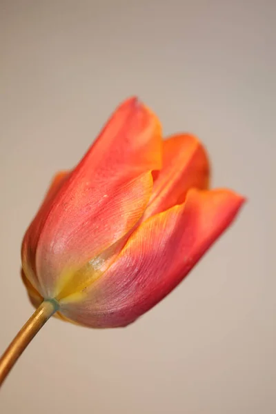 Tulip Flower Close Background Family Liliaceae Botanical Modern High Quality — Stock Photo, Image
