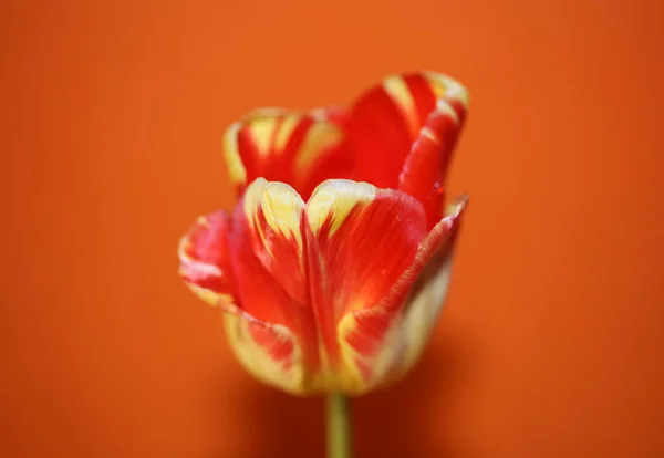 Flor Tulipán Primer Plano Fondo Familia Liliaceae Botánica Moderna Alta — Foto de Stock