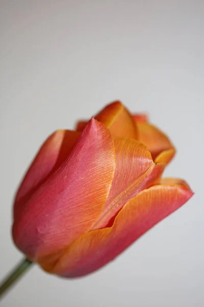 Tulip Flower Close Background Family Liliaceae Βοτανική Μοντέρνα Υψηλής Ποιότητας — Φωτογραφία Αρχείου