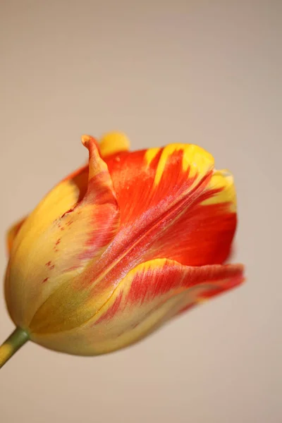 Tulpan Blomma Närbild Bakgrund Familj Liliaceae Botaniska Modern Hög Kvalitet — Stockfoto