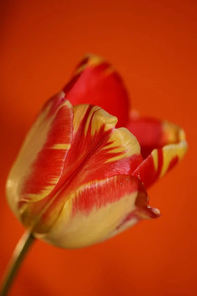 Flor Tulipán Primer Plano Fondo Familia Liliaceae Botánica Moderna Alta — Foto de Stock