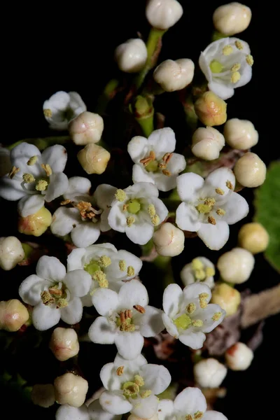 Weiße Kleine Blume Blüht Viburnum Tinus Familie Adoxaceae Botanische Moderne — Stockfoto